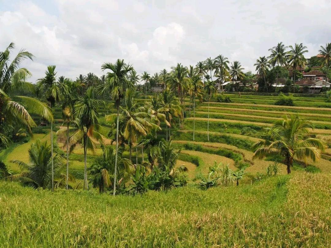 Tereng Wilis Bungalows Tetebatu Luaran gambar