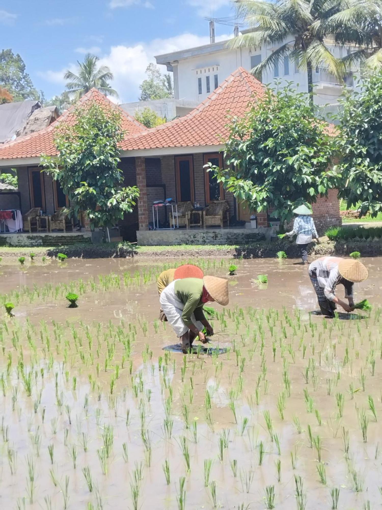 Tereng Wilis Bungalows Tetebatu Luaran gambar
