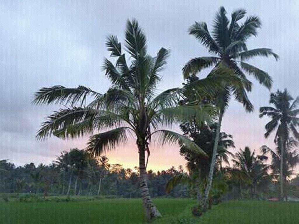 Tereng Wilis Bungalows Tetebatu Luaran gambar