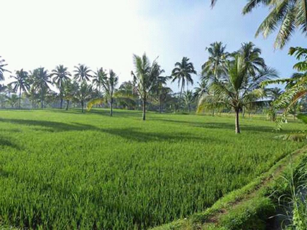 Tereng Wilis Bungalows Tetebatu Luaran gambar