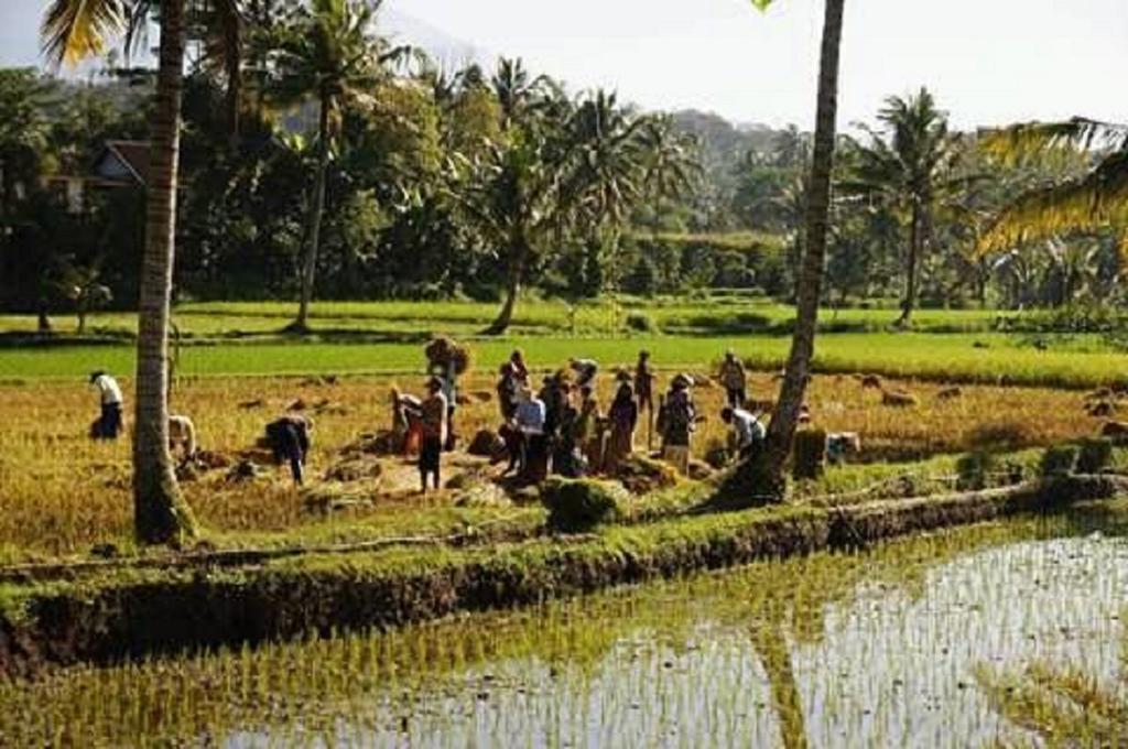 Tereng Wilis Bungalows Tetebatu Luaran gambar